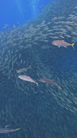 Jacks feasting on a Bait Ball #nature #oceanlife #reeflife #marinelife