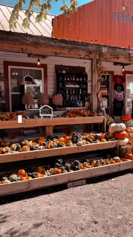 Let's go to the pumpkin patch 🍁 #falltok #fallaesthetic 