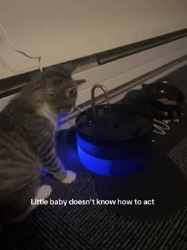 Can you tell this is her first water fountain lol