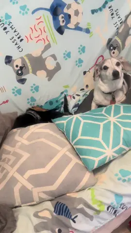 No broke toys #dogsoftiktok #nobrokeboys #woof #fyp #doglife 