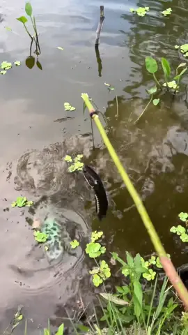 ลายสวย #ธรรมชาติ