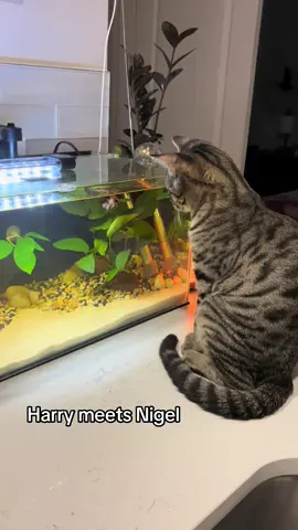 Nigel got a tank upgrade & Harry is now able to get to it. Hopefully I won’t regret this 🫣 #fishtok #cattok #betta #kitten