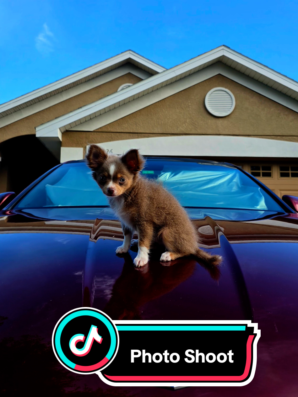 Just a quick photo dump!  #fyp #photodump #puppy #chihuahua #dog 