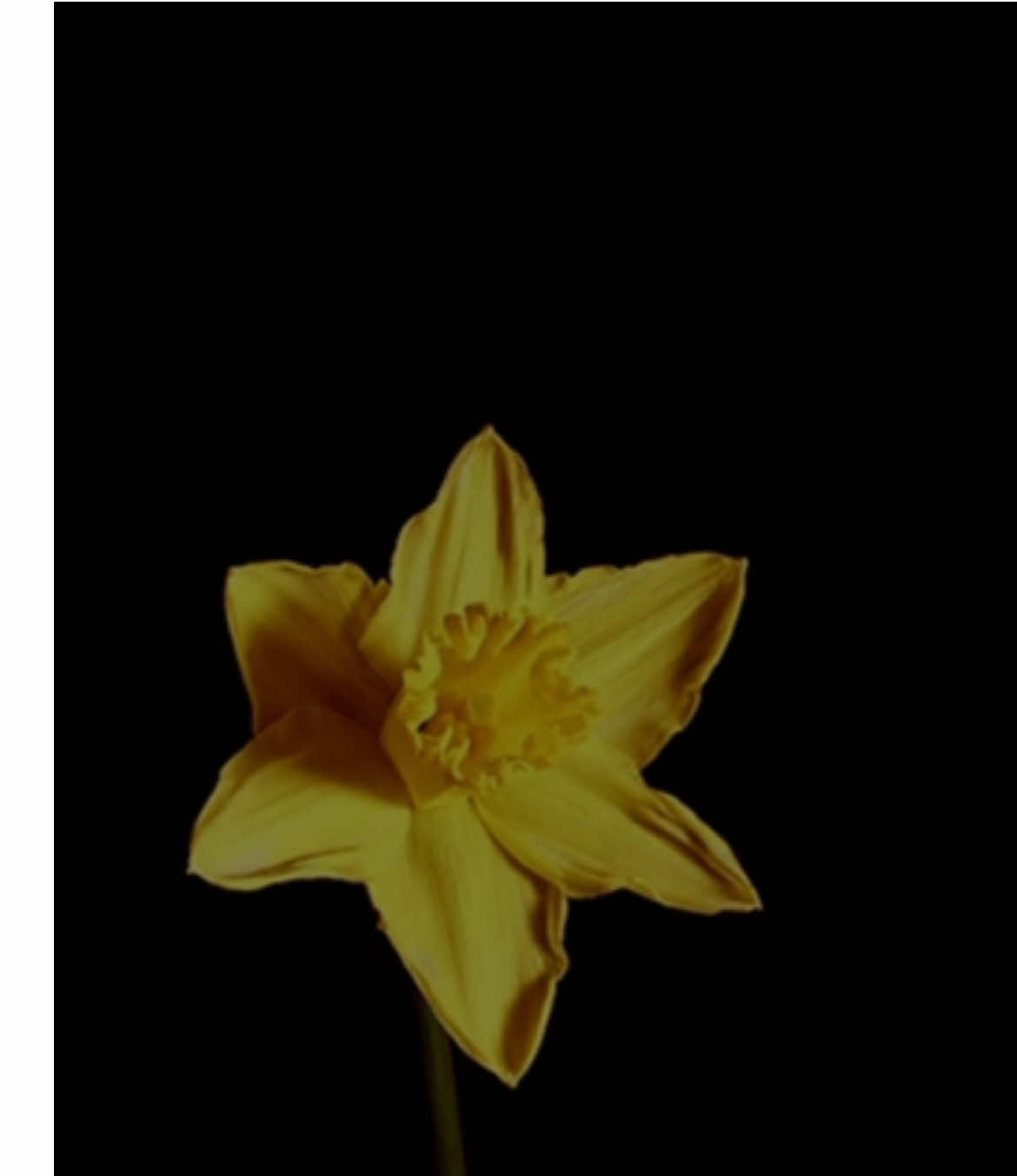 o sentimento de estar apaixonado é tão bom.. — i'm still here #montellfish #fyp #tradução 