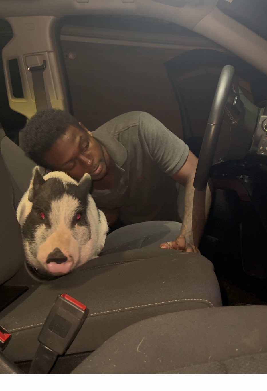 huhhh #minipig #cute #funny #fatherson #PetsOfTikTok 