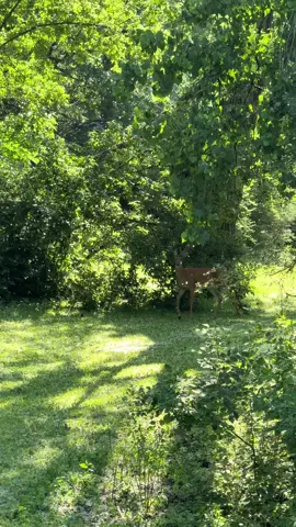 The most magical moment I will ever capture on film #wildlife #minnesota #peacefulmoments 