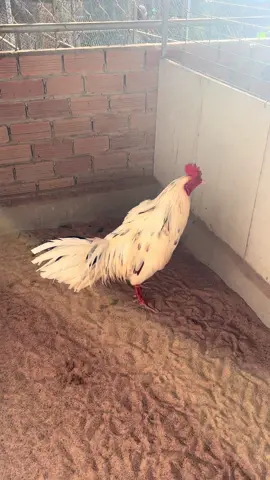 Chúc ace ngày đầu tuần may mắn và thành công..👍👍👍… #🥰🥰🥰🥰 