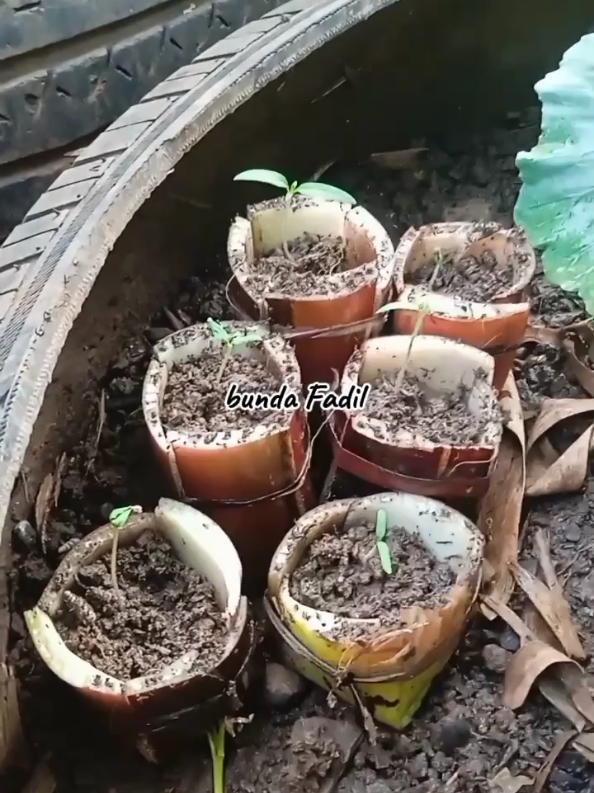 memanfaatkan kulit batang pisang untuk tempat menyemai bibit cabe katokon 👍