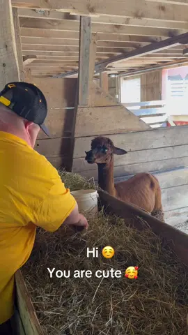 Visiting the 🦙 alpacas today @ Irish meadows in La Motte. #alpacas #fall #cute 