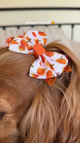 Pumpkin hairstyle 🎃 #doghair #englishcockerspaniel #pumpkin #autumnhair #dogsoftiktok 