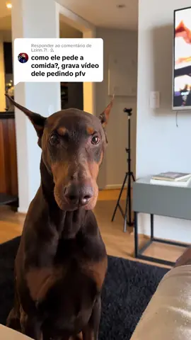 E é assim a nossa comunicação  #cachorro #doberman #nero