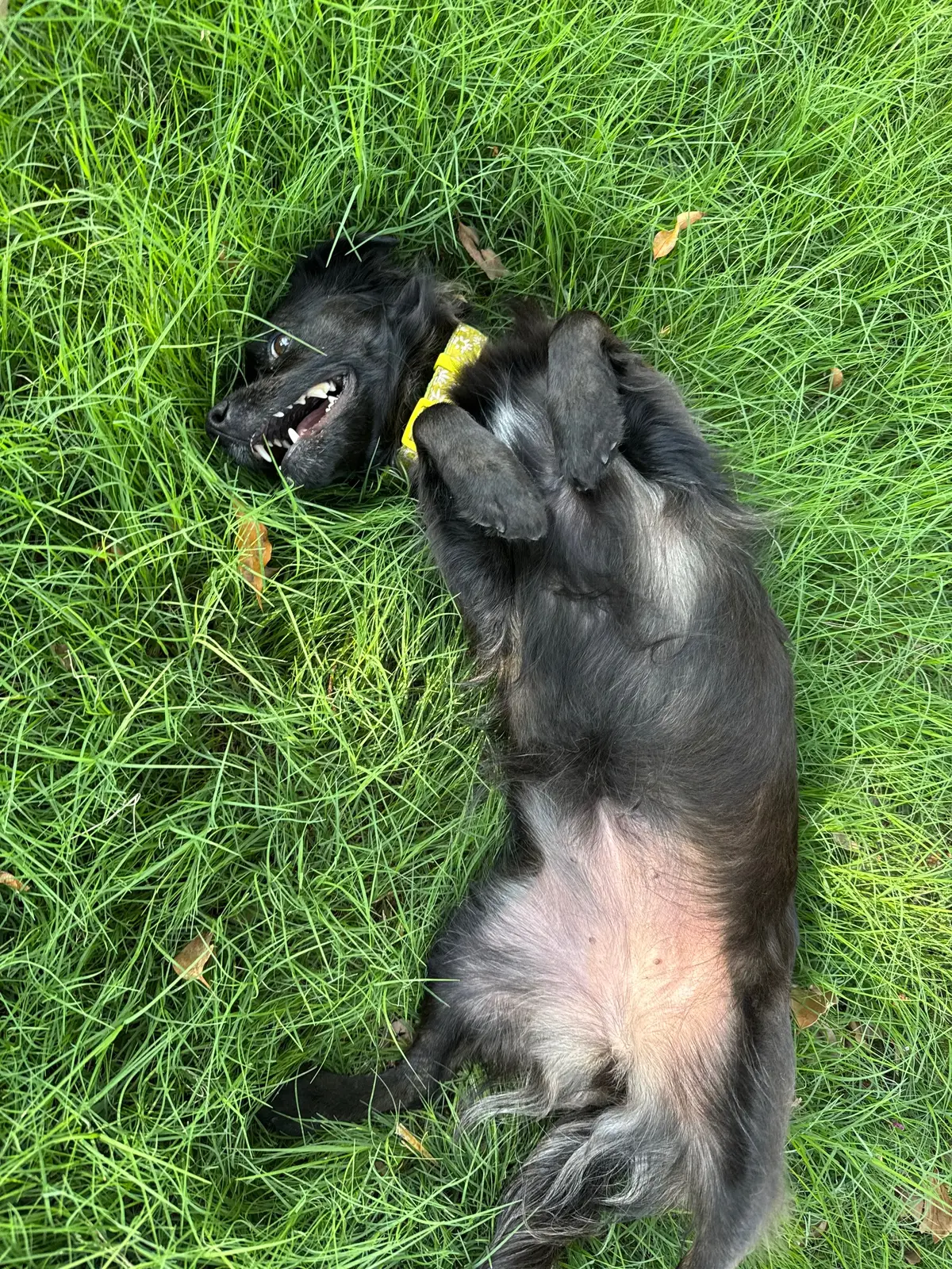 I’m being attacked by a monster help me