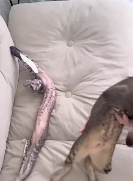 Cats like to stretch #cat #funnycat #cats #funnyvideos #fyp 