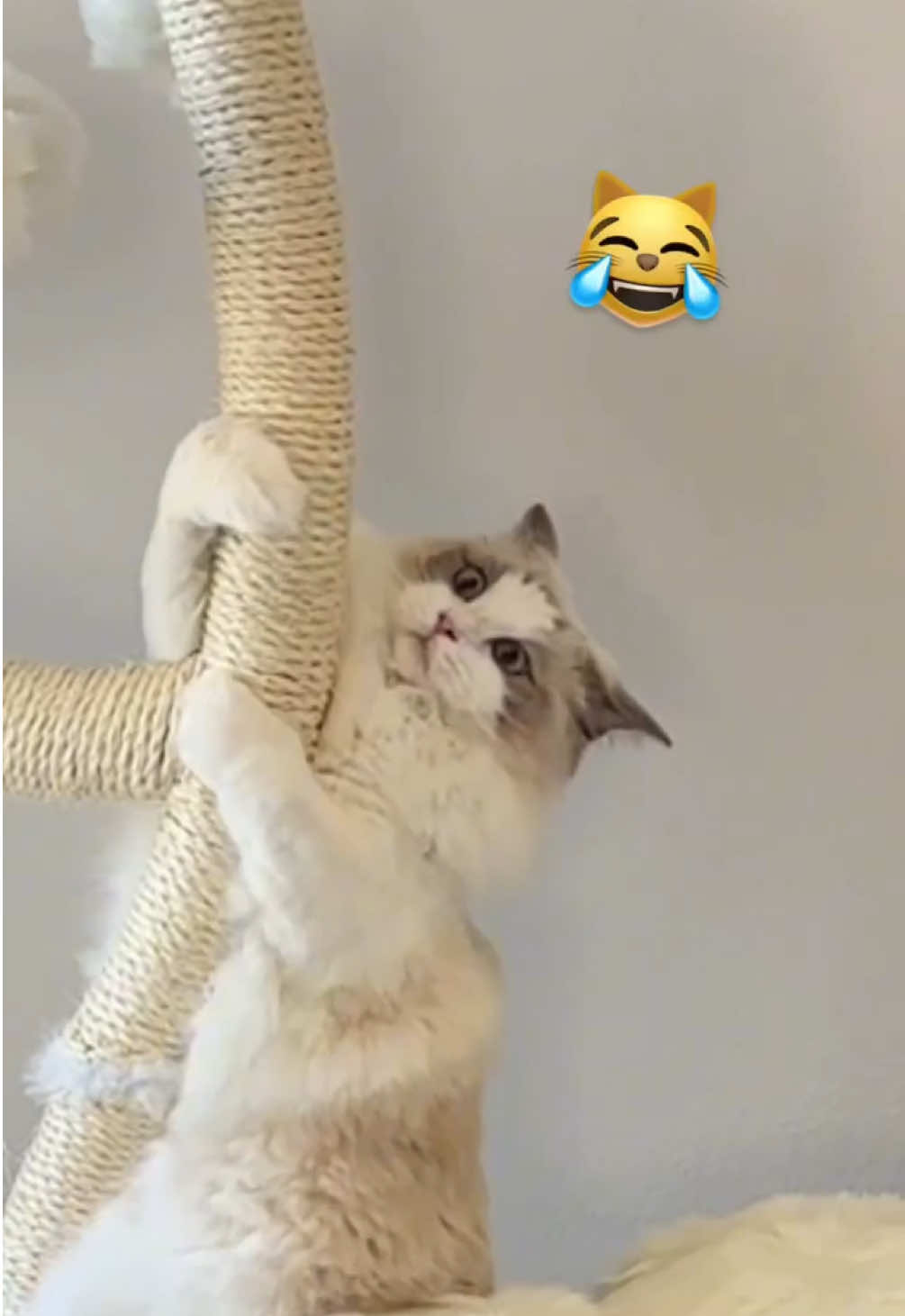 Build a cat tree with us! 😻 this one is from @KBSPETS - you can use our code PUKAANDBALOO to save $ on your cat tree purchase! #cattree #buildacattree #cattower #catcondo #gifted 
