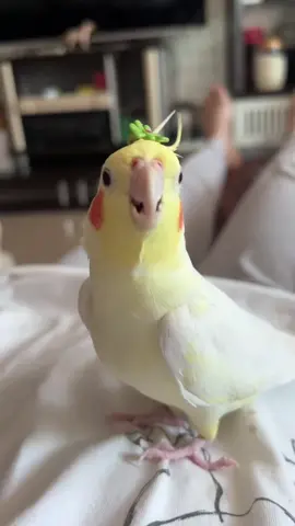 #cockatielsingingtraining #cockatielsontiktok #cockatielsinging#creatorsearchinsights#Enocockatiel#exhibitionbudgies #cockatiel #funny #birds #beautiful #cockatielsinging #lovebirdscouples #lovebirds #budgies#Enocockatiel#exhibitionbudgies #cockatiel #funny #birds #beautiful #cockatielsinging #lovebirdscouples #lovebirds #budgies funnycockatielsinging#ForYou #ForYouPage #FYP #Viral #TrendingNow #Explore#WorldTrending #GlobalFYP #ViralVideo#SingingBird #WhistlingBird #ParrotSinging #BirdMusic #ViralSounds #FunnyBirds #TalentShowPet#Cockatiel #CockatielSinging #CockatielTok #TalkingBird #BirdTok #ParrotTok #PetTok #ViralBird #CuteBirds #birdlovers 