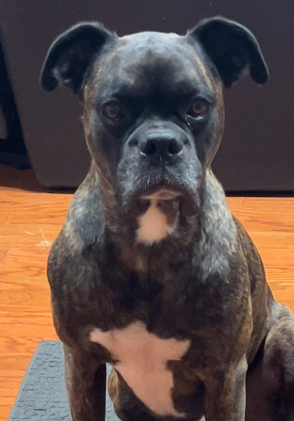 Sorry, Hankie, you’re stuck with me, whether you like it or not… #rescuedog #adoptdontshop #boxerdog #PetsOfTikTok 