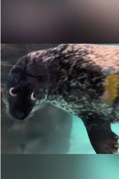 Funny seals😂#tiktok #funny #cute#seal