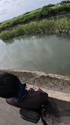Japanese Catfish💥 #fishing #catfish