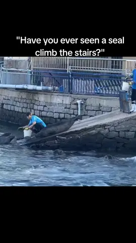 #seal #climb #sealife #zoo #fpyシ 