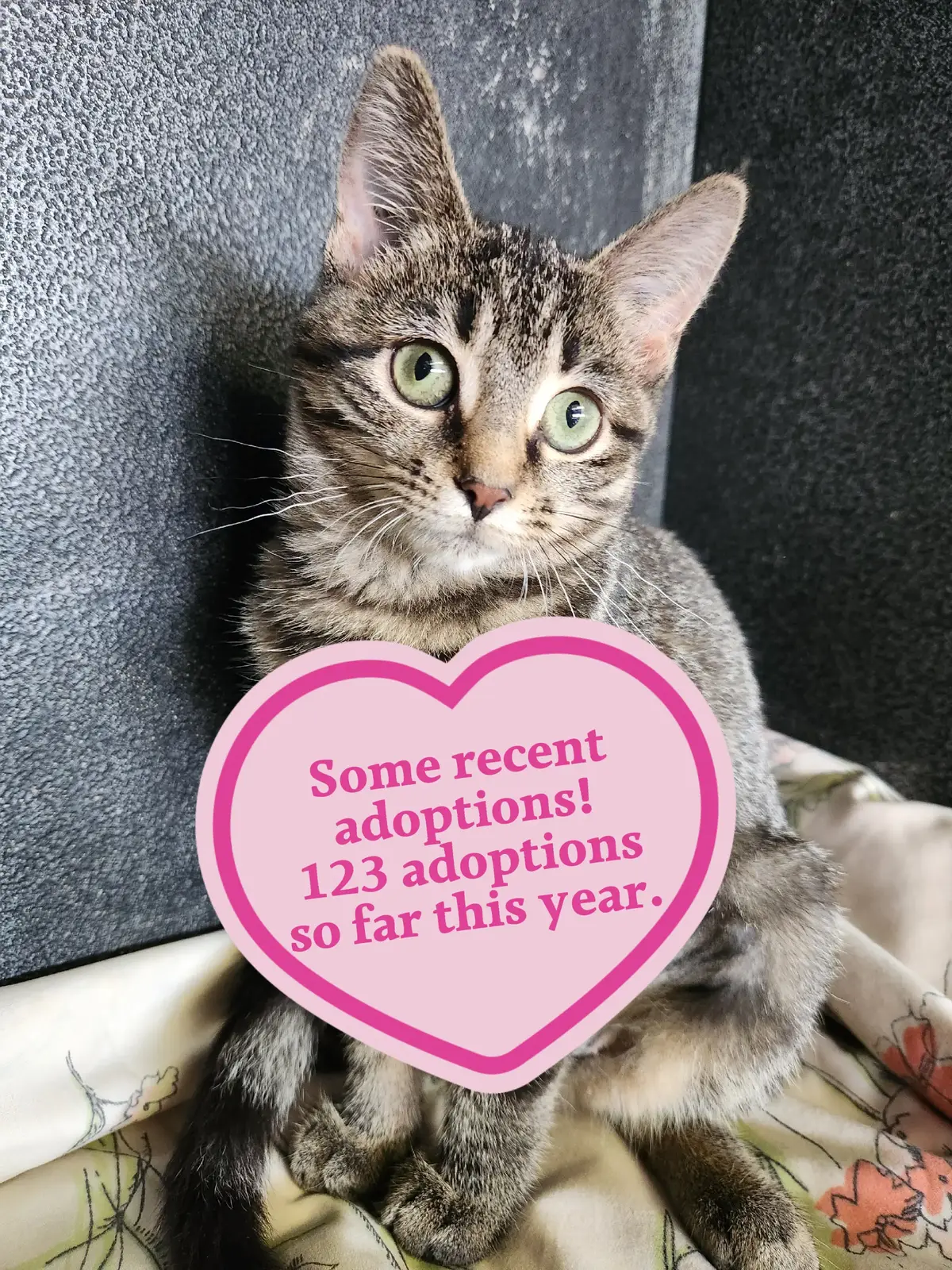 Thank you to our adopters for giving these babies a second chance at life. #cat #fyp #catsoftiktok 