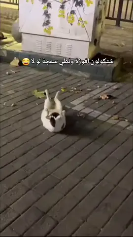 شتكولون فاز بسمجه لو لا ؟ #TikTokWedding #LoveStory #JustEngaged #قطط #الشعب_الصيني_ماله_حل😂😂 