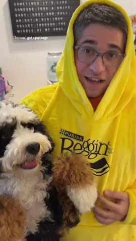 OMG Rosie got a special delivery from Beggin for their new blocks and boy do these taste good. Bonus points for bright yellow shirt for dad. Thanks Beggin 🐾#bernedoodlepuppy #bernedoodle #bernedoodles #itsbeggin #begginblocks 