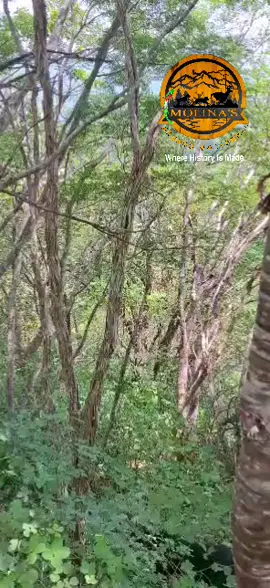 #treeingwalkercoonhound #huntingdog #teamtreeingwalkergt #molinashoundgt 