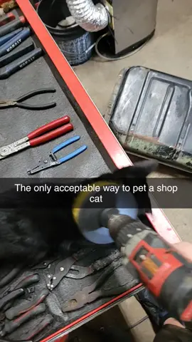 #cats #shopcat #funny