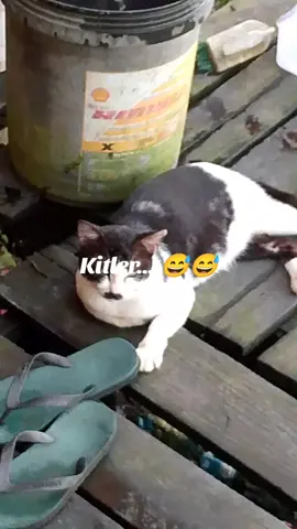 Meowdolf Kilter rules.. #catontiktok  #funnycats 