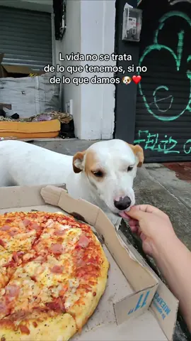 Ellos también merecen un detallito lleno de amor  🐶❤️#animales #animls #ayudandoanimales #perro #mascotas 