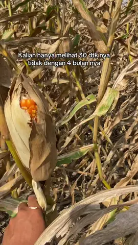 4 bulan yang sudah terlewati #petanijagung #panenjagung #petanimuda #petaniindonesia🇮🇩🇮🇩🇮🇩🌿🌿 
