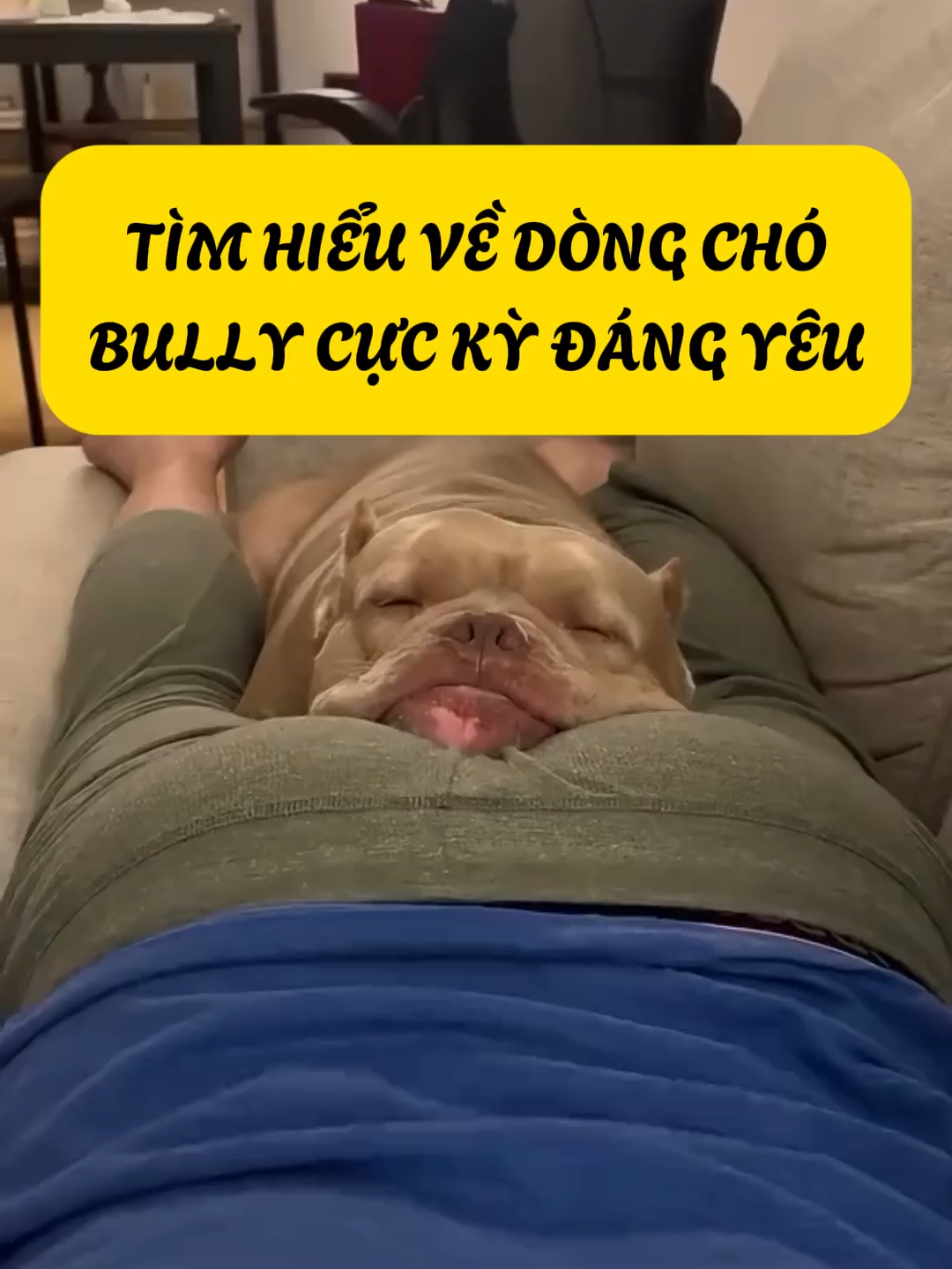 Tìm Hiểu về Dòng Chó Bully Cực Kỳ Đáng Yêu #cothebanchuabiet #khampha #kienthuc #thegioidongvat