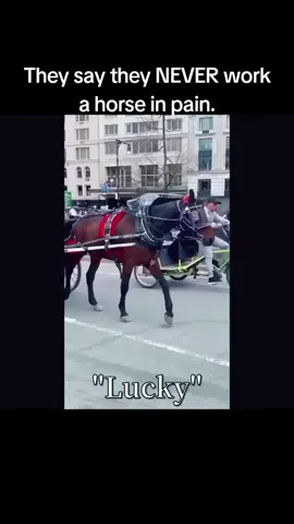 #nyc #centralpark #fyp #carriagehorse @New York Post | News @amNY @Central Park Conservancy 