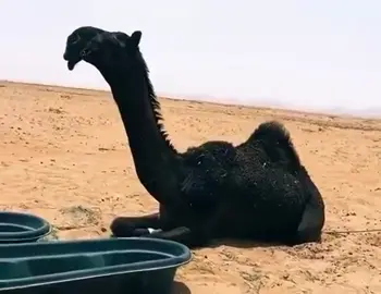 #ماشاء_الله #عطايا_الله🐪 #fyp 