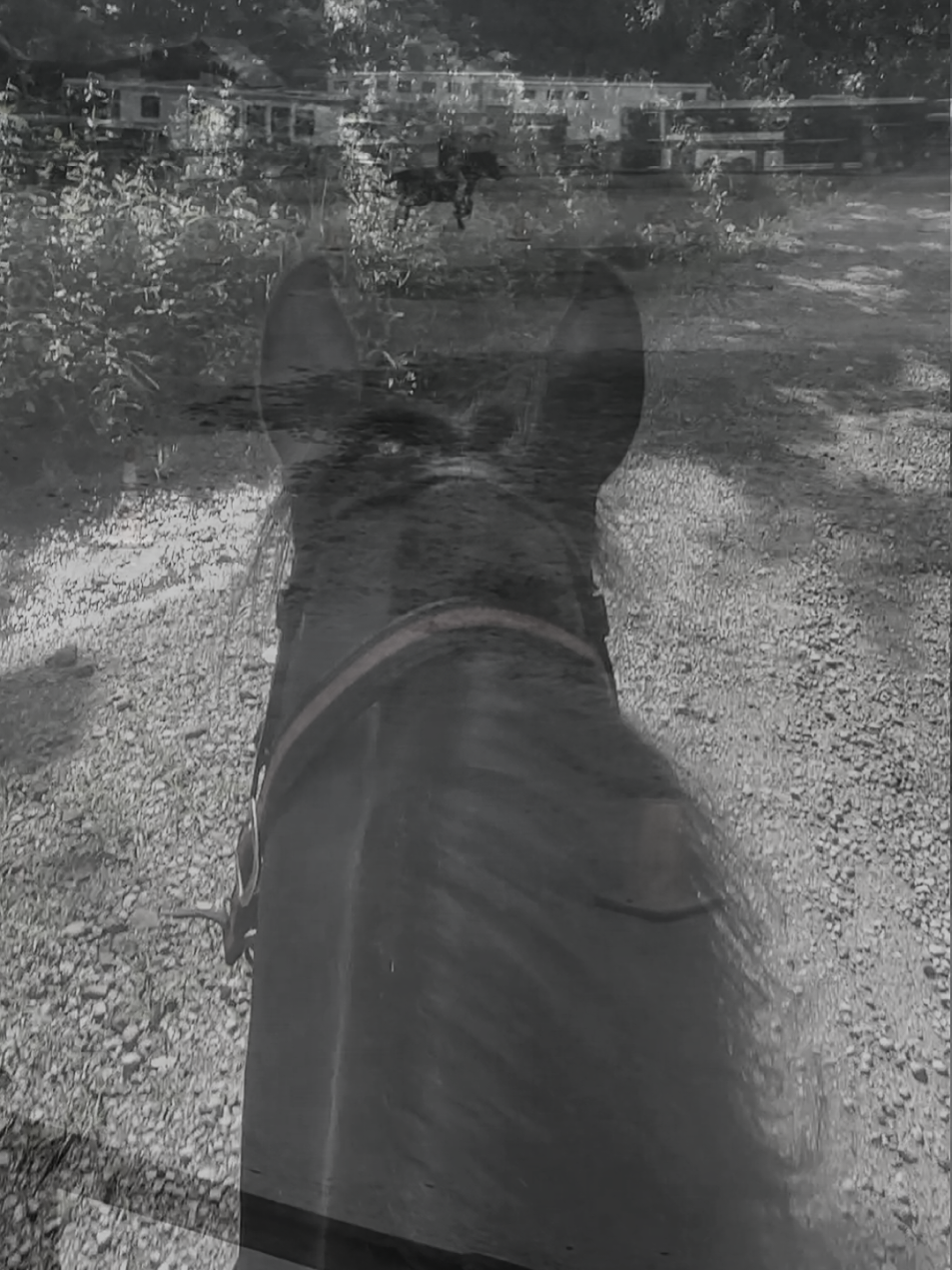 #standardbred #horsesoftiktok #appalachia #over60style 