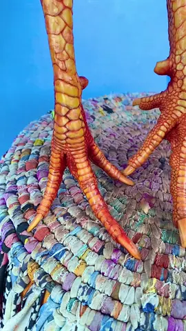 #xuhuong #damme #gachien #65cantho 