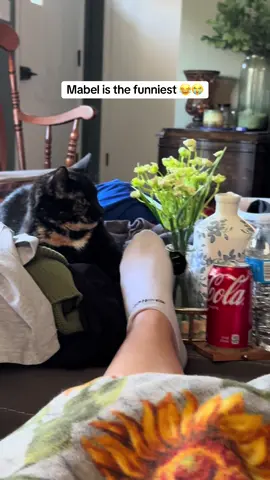 She is such a brag it’s unreal #catsoftiktok #kittycatsoftiktok #kittensoftiktok 