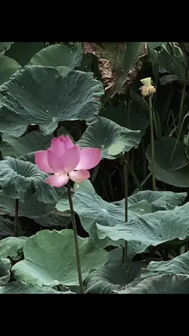 #chualanh #binhyen #hoasen #phatphapchualanh 