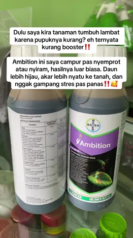 Ambition zat aktivator tanaman #AmbitionBooster #zatAktivatorTanaman #penyuburTanaman #petanimilenial 