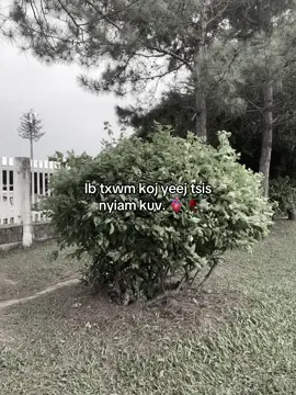 Ib txwm koj yeej tsis nyiam kuv... #xuhuong 