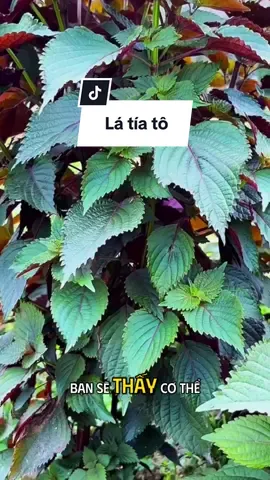 Bí mật da căng mướt của gái Nhật hoá ra là… lá tía tô! #tiato #thaoduoc #duoclieu #baithuocdangian #yaangforest