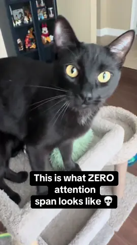 Ace can flip through activities faster than my ADHD brain can process them 😹 One second he’s yelling. The next he’s distracted by a bird outside. The next he’s hard sniffing the camera 😹 And then BIRDDDD😹 #ace #cattok #catsoftiktok #catlover #void 