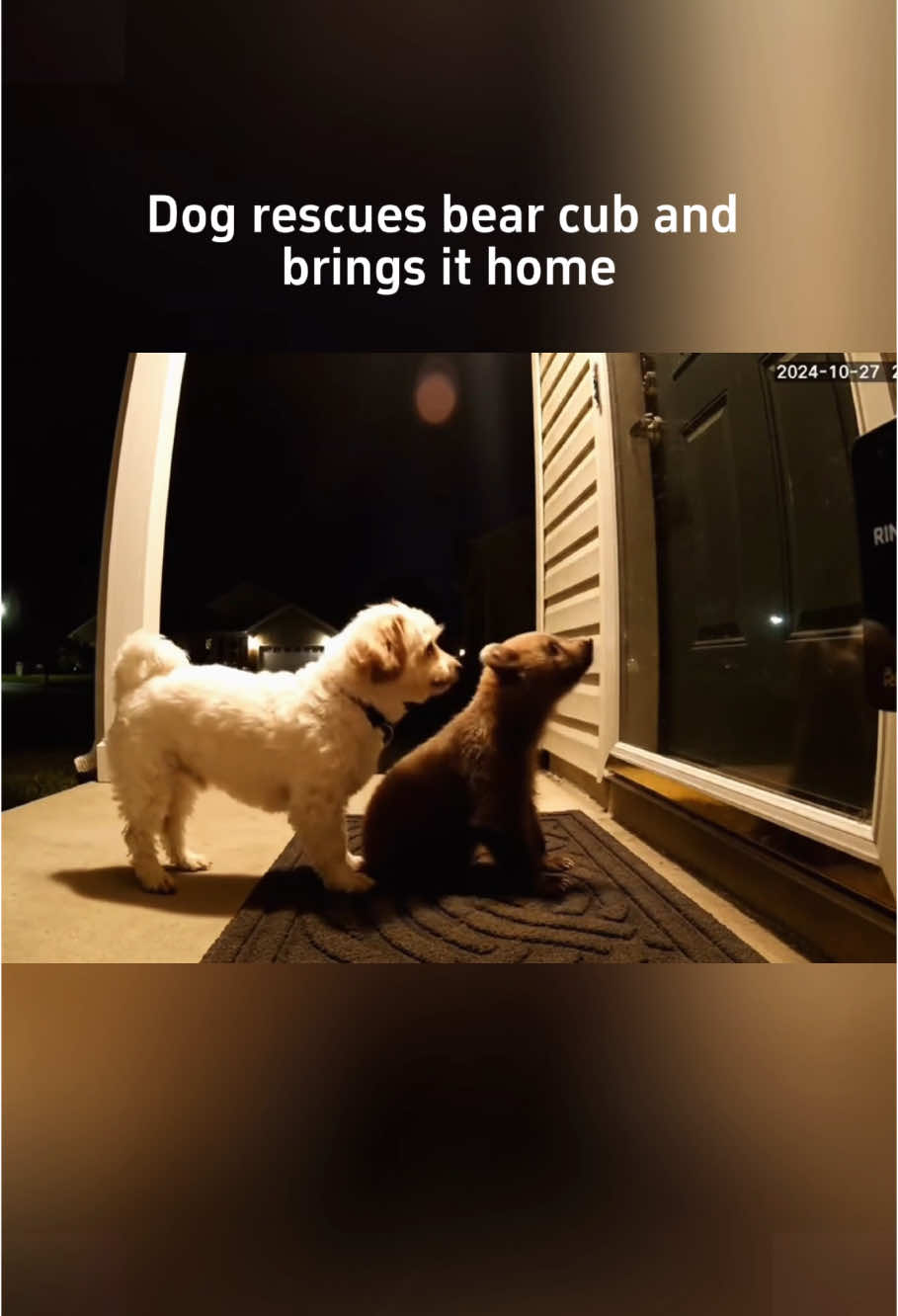 Dog brings animal friend home😂#dog #funny #cutedog #dogsoftiktok#usa🇺🇸 #tiktok 
