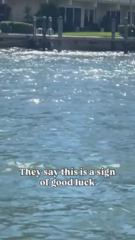 Dolphin  show 🐬 
