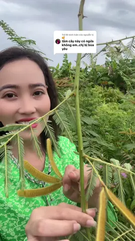 Trả lời @nguyễn lý 🥰 tắm cây này có ngứa không em #camtu #chiasekinhnghiem 