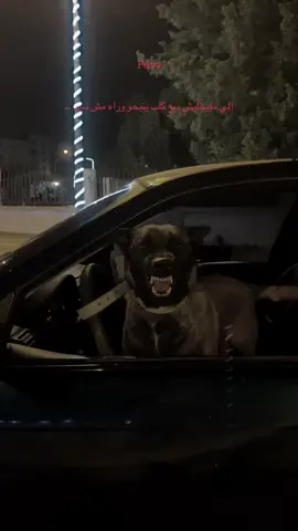 #libya🇱🇾 #fyp #foryou #foryoupage #pov #bmw #e36 #bmwe36 #dog 