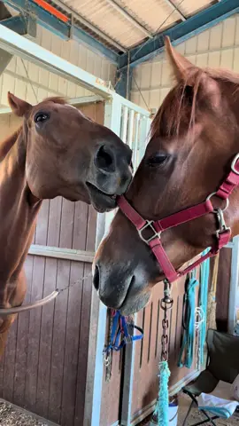 #馬　#引退馬  #兼続  #仲良し