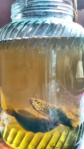 kolong/sungai tukbadan #musimsepat  #ikansepat  #sepatlaga  #sepatbangkabelitung 