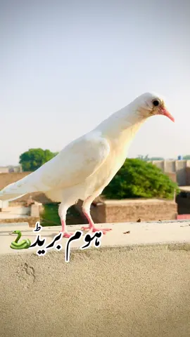 یاراں دا شوق@BUTT Kabutar Club 