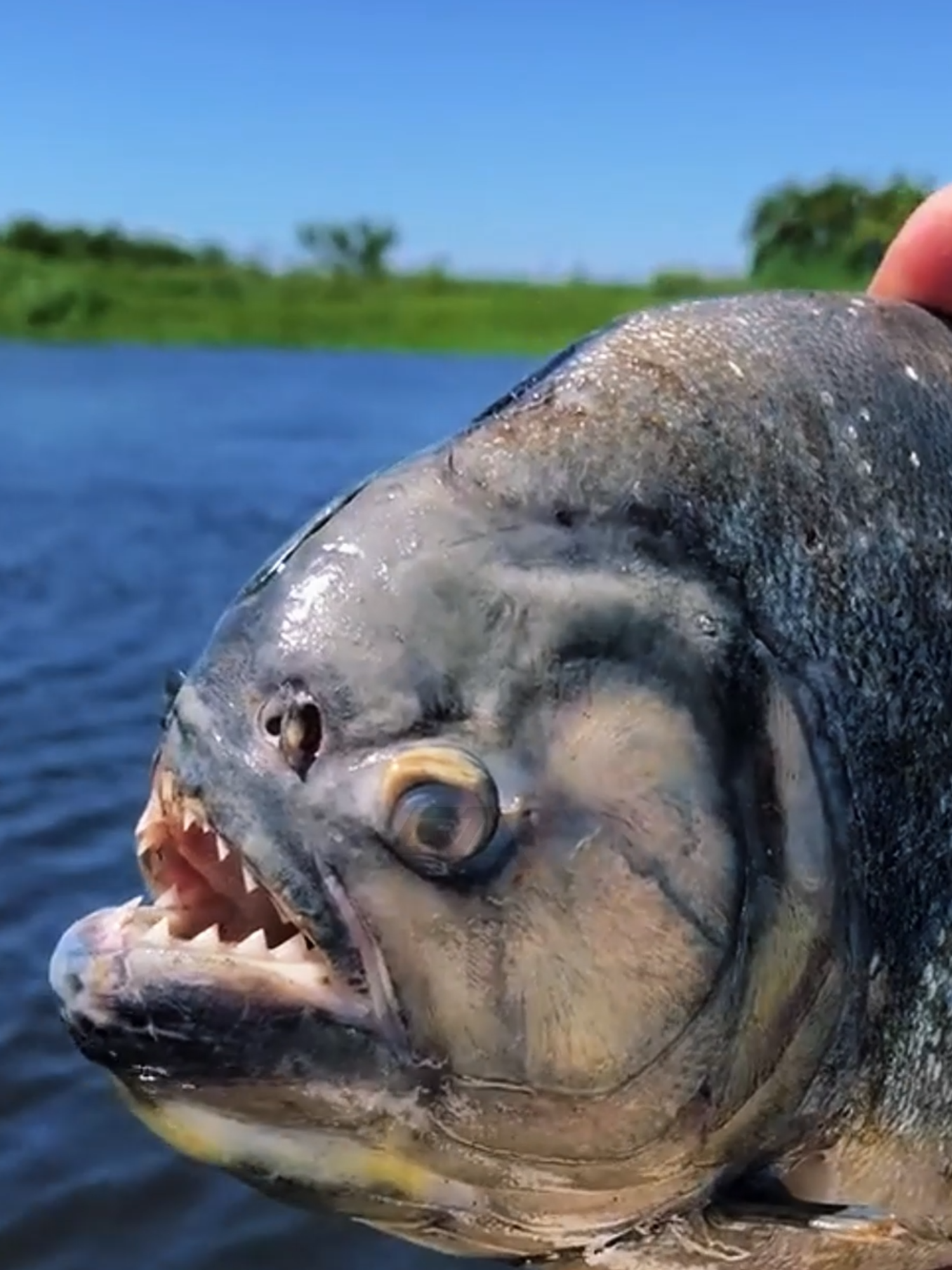 Bukan Monster, Tapi Tetangga yang Salah Paham #FaktaHewan #Piranha #amazon